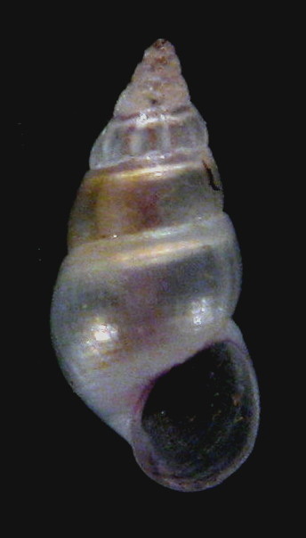 Rissoa similis